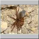 Anoplius infuscatus - Weswespe w002d Spinne-OS-Hasbergen-Lehmhuegel-det.jpg